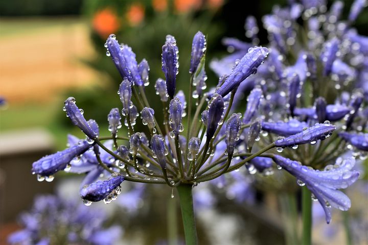 0 Free アガパンサス Agapanthus Images