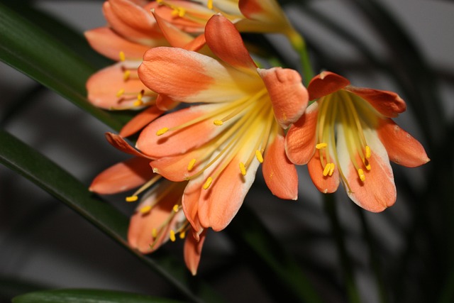 Bloem, Bloem Behang, Bloem Achtergrond