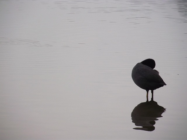 Avigliana, Naturaleza, La Aguja
