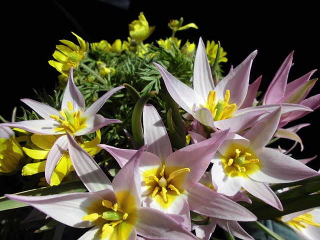 Free Primroses Bells photo and picture