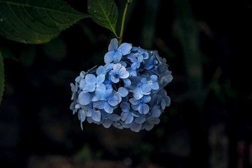 0以上の無料梅雨 紫陽花画像 Pixabay