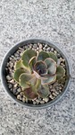 succulent, plant, outdoor eatery