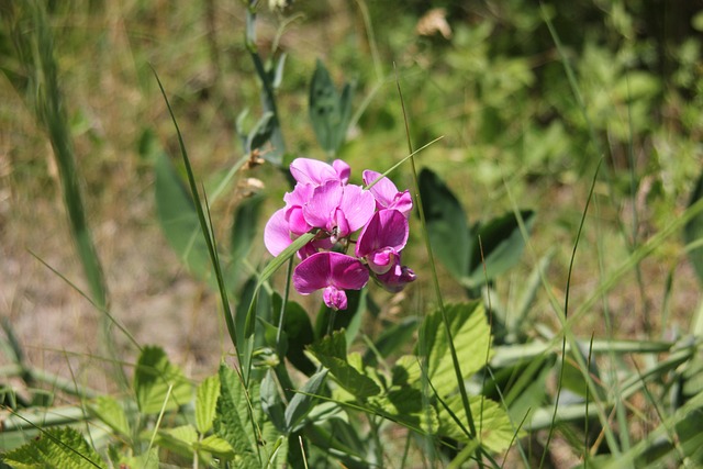 Free Flower Close Up photo and picture