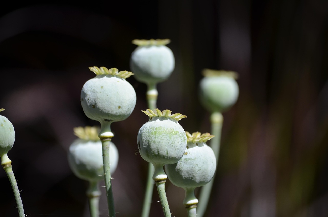 罂粟 花 自然 - Pixabay上的免费照片 - Pixabay