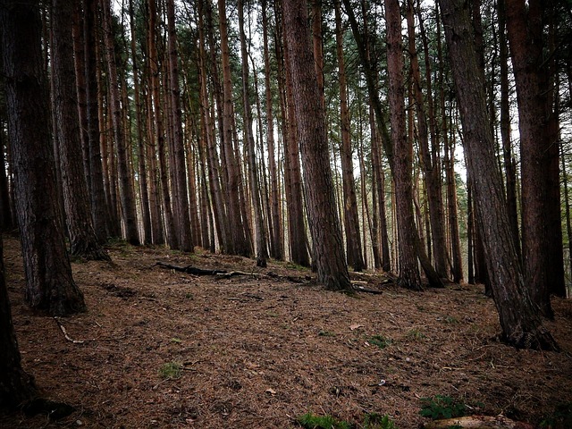 Wald, Bäume, Boden, Natur, Holz