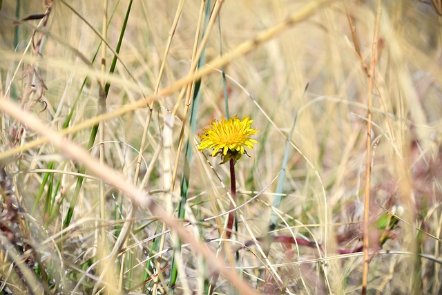 Free Flower Beautiful Flowers photo and picture
