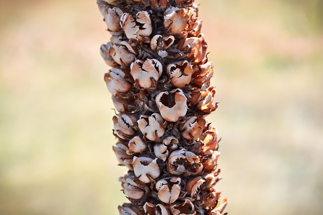 Free Plant Colorado photo and picture