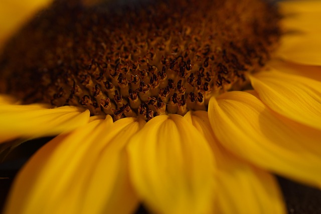 Free Sunflower Nature photo and picture