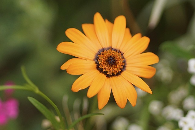 Free Marguerite Orange photo and picture