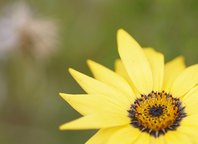 Free Marguerite Beautiful Flowers photo and picture