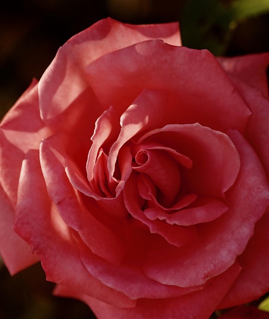 Free Rose Flower photo and picture
