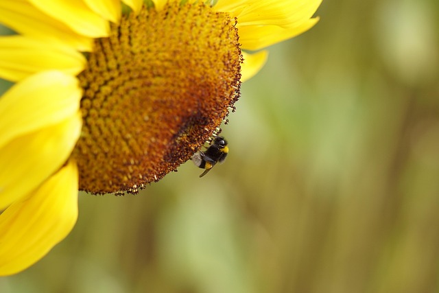 Free Sunflower Yellow photo and picture