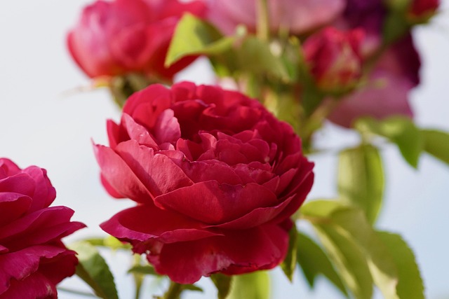 Free Rose Red photo and picture