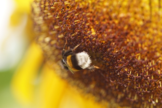 Free Sunflower Bee photo and picture