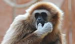 white-handed gibbon, gibbon, monkey