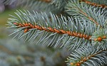 rain-wet blue spruce, cones forming, rain-wet