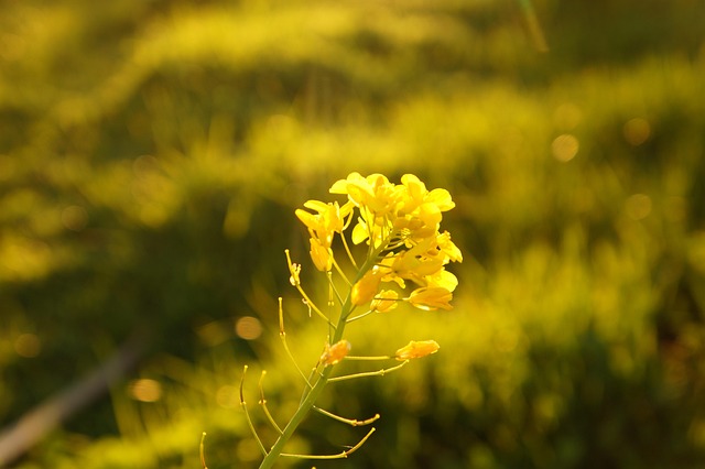 Free Flower Yellow photo and picture