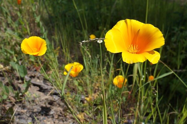 Free Yellow Flower Field photo and picture
