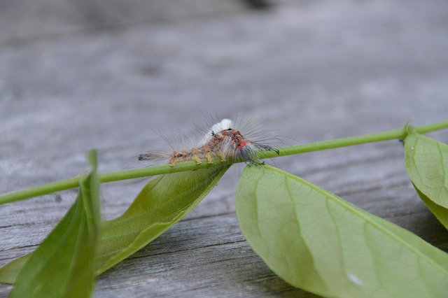 Free Insect Caterpillar photo and picture