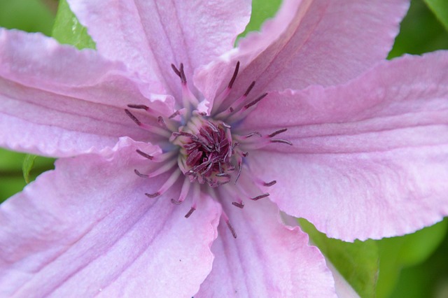 Free Blossom Bloom photo and picture