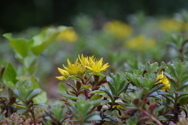 Free Blossom Bloom photo and picture
