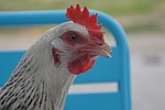 hen, white, low course