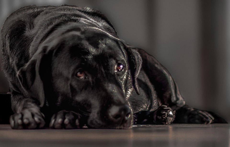 Labrador, Negro, Perro, Mujer, Dog Brasil, Brasil