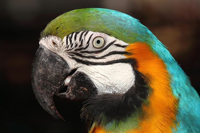 Papoušek Canindé, Lisabonské Zoo