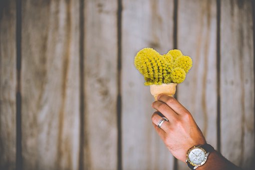 Free Cactus Ice Cream Cone photo and picture