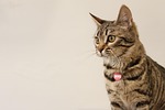 bengal, cat, pets