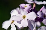 gilliflower, hespers matronalis, flower