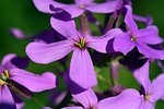 gilliflower, hespers matronalis, flower