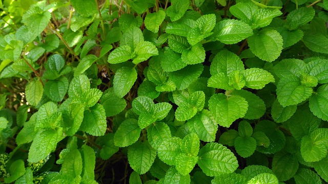 Green Leaf, Nature, ธรรมชาติ, การ์เด้น