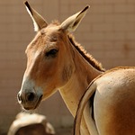 donkey, wild donkeys, zoo