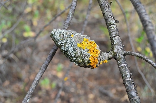 Free pine fruit pineapple with lichens nature illustration