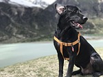 the black dog, labrador, lakefront