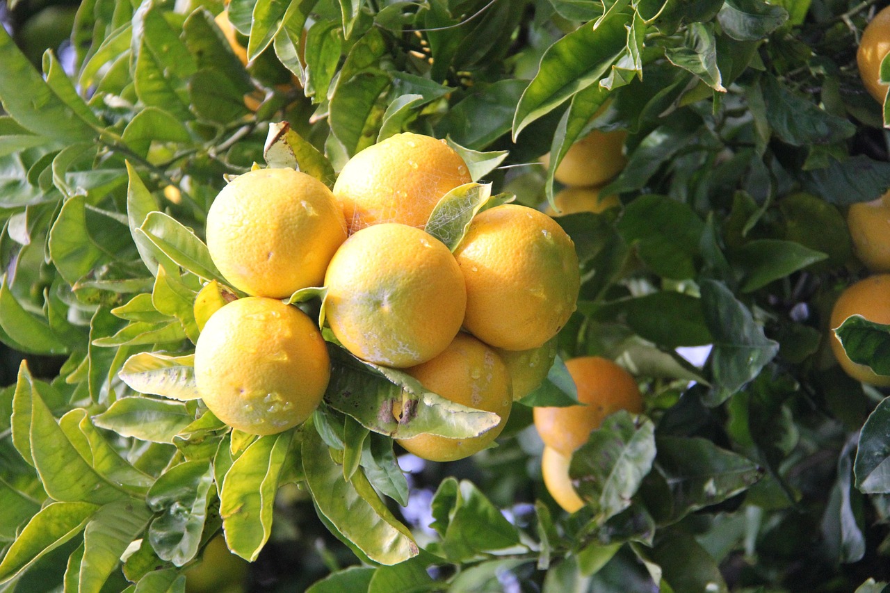 Orange Tree Blenheim New Zealand Free photo on Pixabay Pixabay