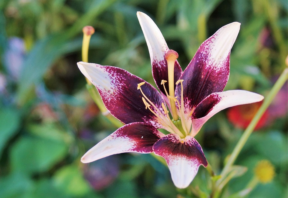 Lilie Blume Schwertlilie · Kostenloses Foto auf Pixabay