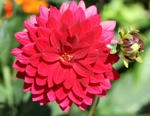 Flor Rja Rojo Flor Macro - Foto gratis en Pixabay - Pixabay