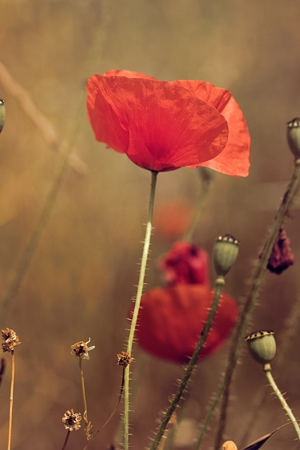 Free Poppy Orange photo and picture