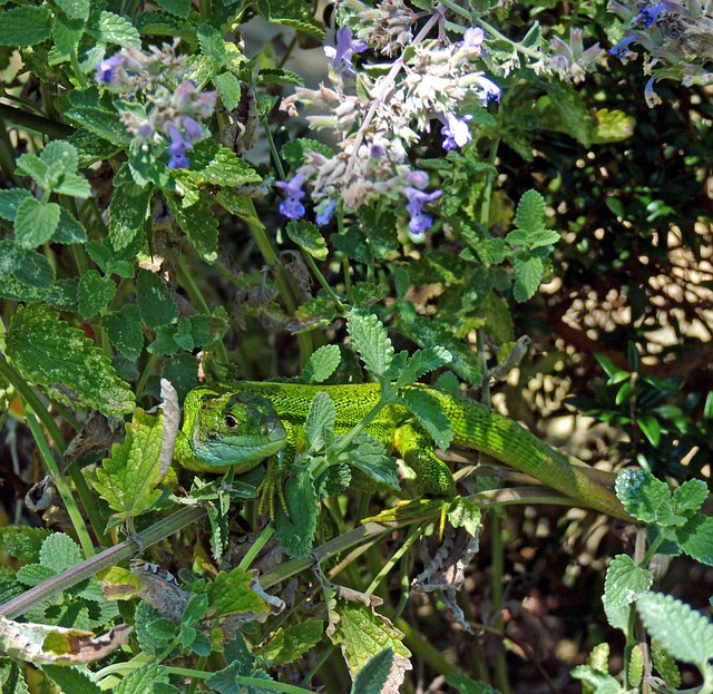 Soparla Verde, Saurian, Şopârlă