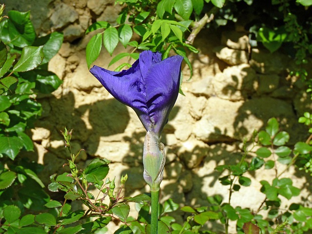 Iris, Violet, Floare, Gradina, Violete