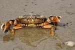 cancer, crab, shellfish