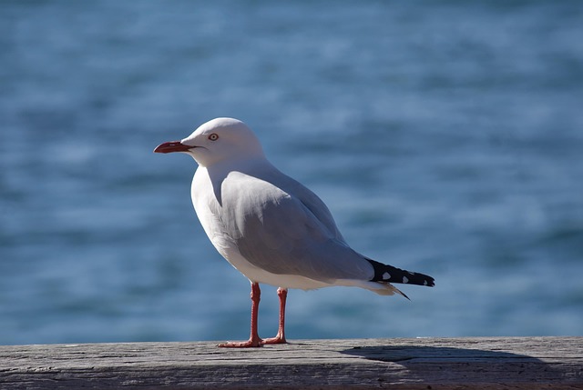 Free Seagull Nature photo and picture