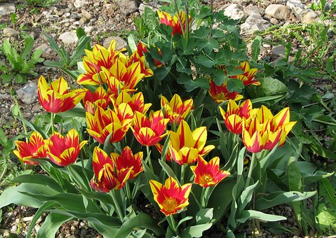 Free Spring Tulips photo and picture