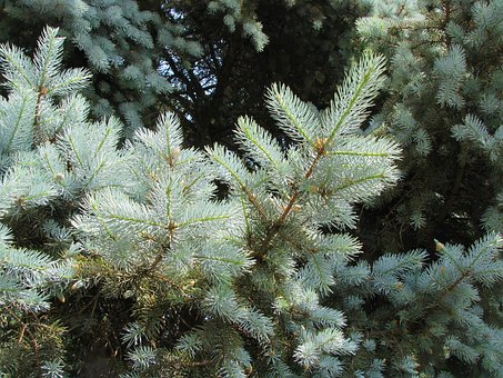 Free Blue Spruce Spruce photo and picture
