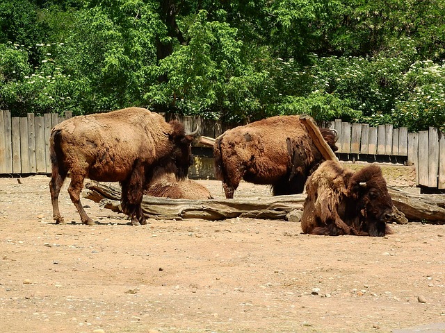 Bison, Bison Bison, North American Fauna