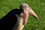 marabou, leptoptilos crumenifer, stork