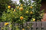 rose arch, roses, romantic