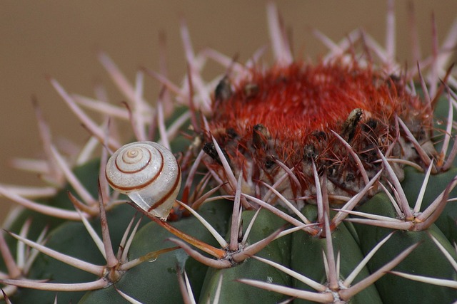 Free Cactus Snail photo and picture